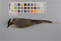 藏品(白頭翁)的圖片